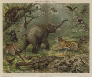 Asian fauna by German School